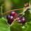 Thumbnail: Muscadine Grape  20 Seeds  Vitis rotundifolia