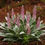 Thumbnail: Lady Lupine Lupinus villosus 20 Seeds   USA Company