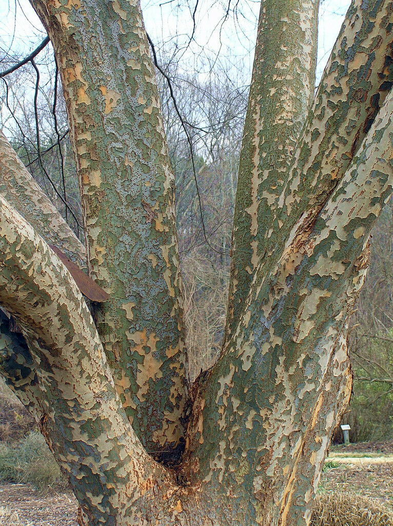 Thumbnail: Chinese Elm  100 Seeds  Lacebark Elm  Ulmus parvifolia