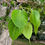 Thumbnail: Sacred Fig Bodhi Tree Ficus religiosa 100 Seeds  USA Company
