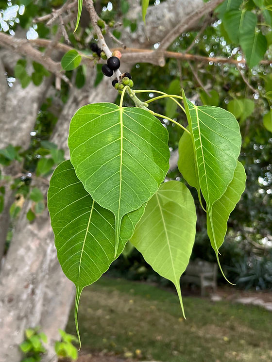 Sacred Fig Bodhi Tree Ficus religiosa 100 Seeds USA Company