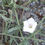 Thumbnail: Texas Bindweed  5 Seeds  Convolvulus equitans