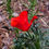 Thumbnail: Red California Poppy  100 Seeds  Eschscholzia californica