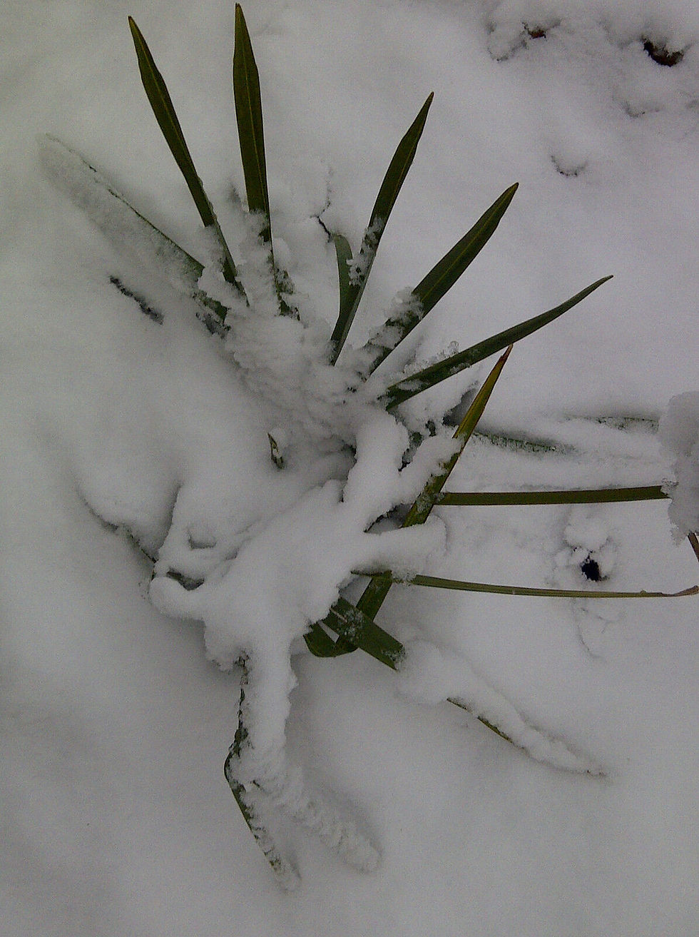 Thumbnail: Dwarf Palmetto  Sabal minor  20 Seeds