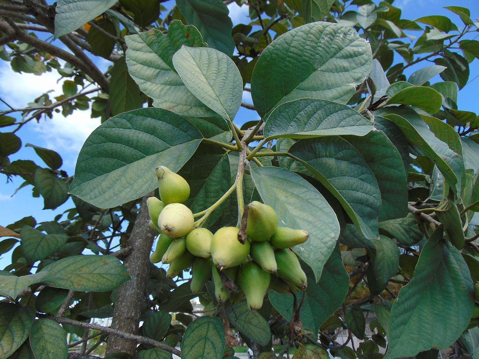 Thumbnail: Geiger Tree  10 Seeds  Cordia sebestena