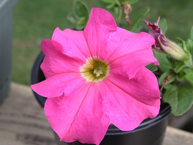 Thumbnail: Pink Petunia  100 Seeds  Petunia Grandiflora