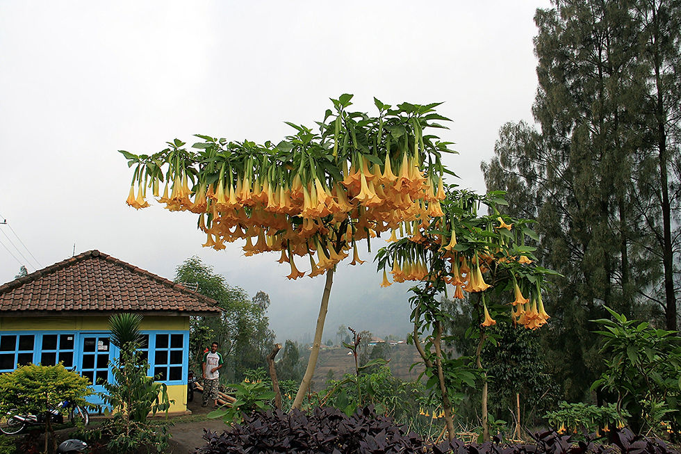 Thumbnail: Orange Angel's Trumpet  Brugmansia suaveolens  5 Seeds