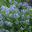 Thumbnail: Eastern Bluestar Amsonia tabernaemontana 20 Seeds