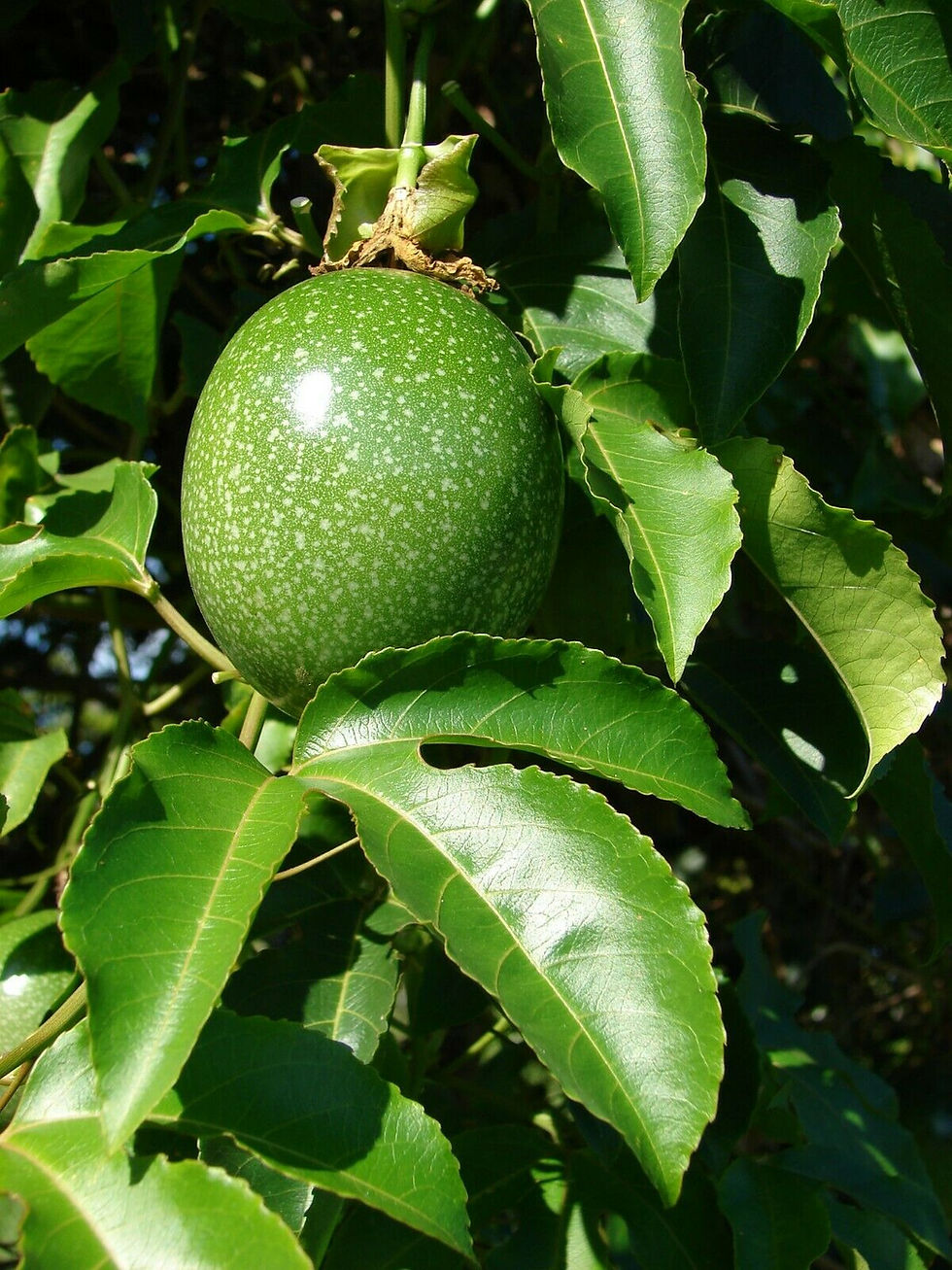 Thumbnail: Passion Fruit   100 Seeds   Purple Granadilla Passiflora edulis