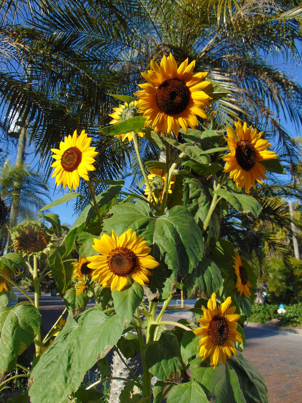 Thumbnail: Sunflower   ‘Henry Wilde’   100 Seeds   Helianthus annuus