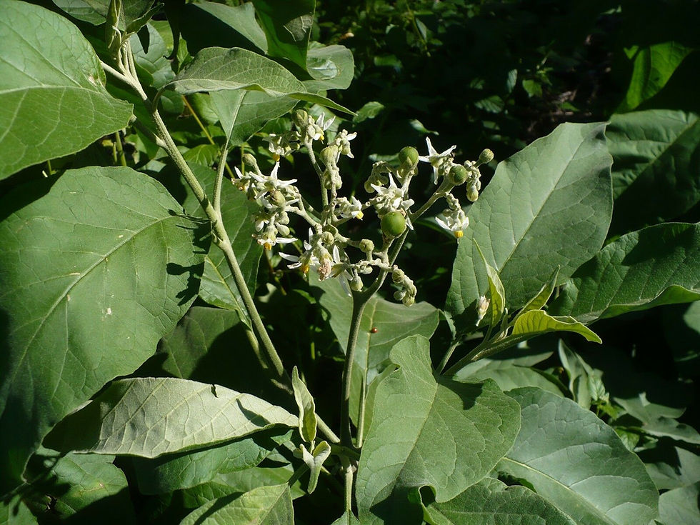 Thumbnail: Potato Tree  10 Seeds  Solanum erianthum