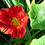 Thumbnail: Red Nasturtium  20 Seeds  Tropaeolum majus