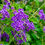 Thumbnail: Golden Dewdrop  Duranta erecta  20 Seeds