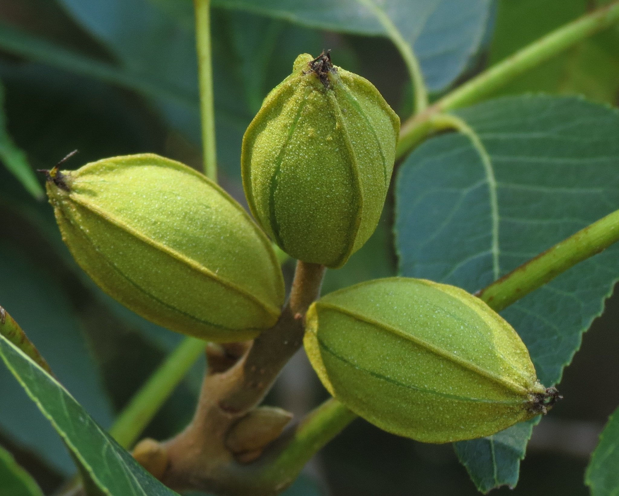 Pecan Carya illinoinensis 10 Seeds