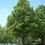 Thumbnail: Basswood  20 Seeds  American Linden Tilia americana