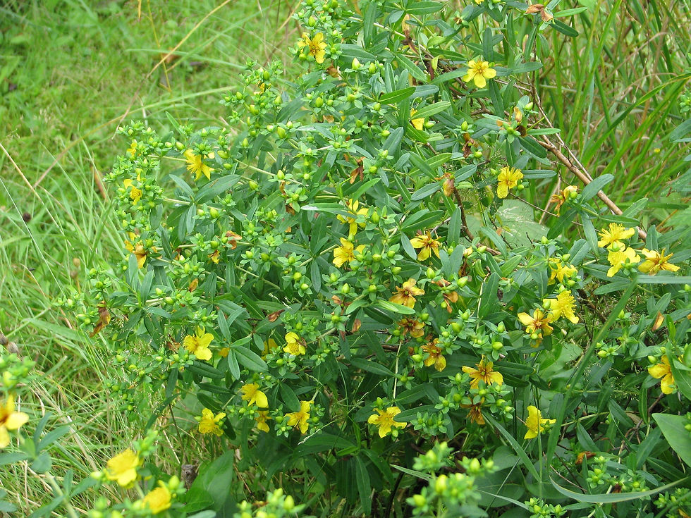 Thumbnail: Kalm's St Johns Wort 20 Seeds Hypericum