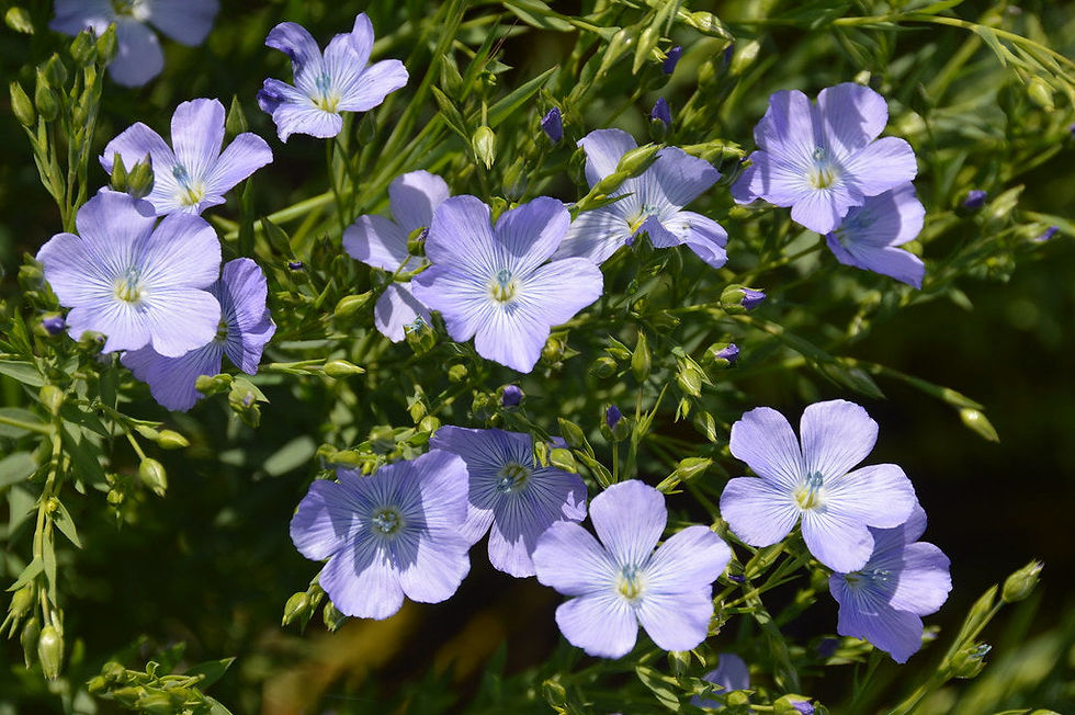 Thumbnail: Flax   100 Seeds   Linum usitatissimum