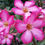 Thumbnail: Desert Rose Adenium obesum 20 Seeds