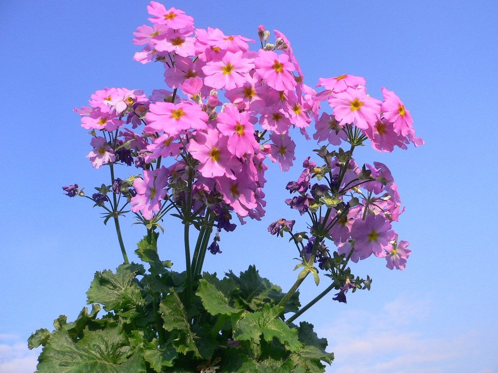 Pink Primrose 100 Seeds Primula malacoides