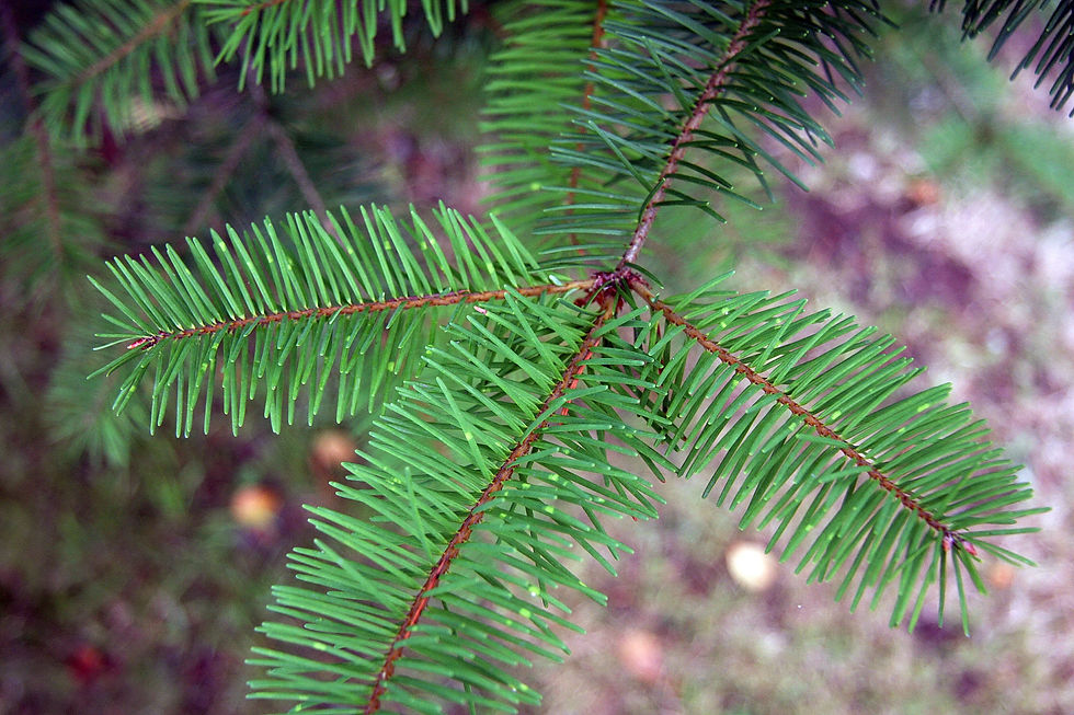 Thumbnail: Douglas Fir  Pseudotsuga menziesii  100 Seeds