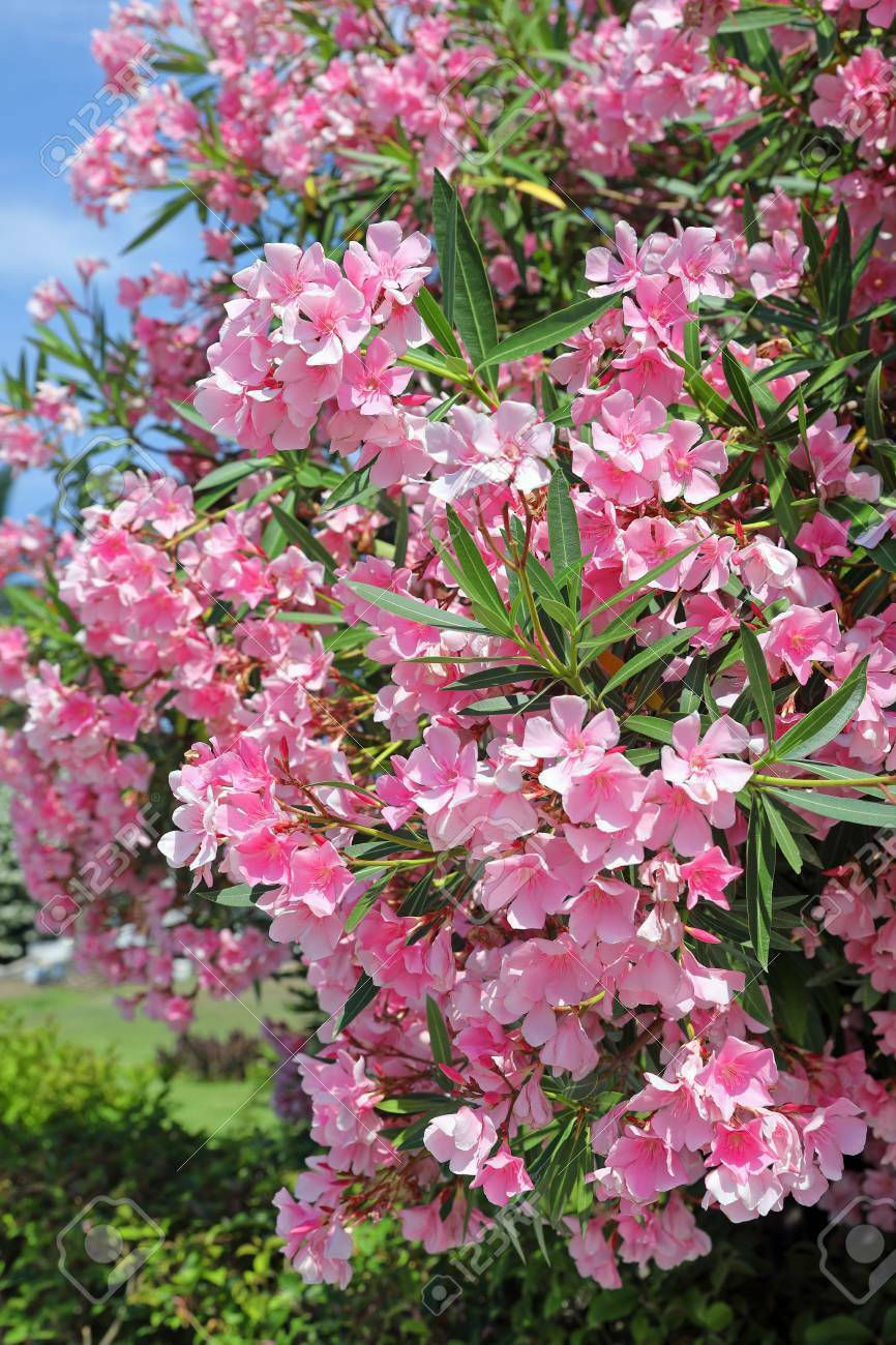 Thumbnail: Light Pink Oleander Nerium oleander 20 Seeds   USA Company