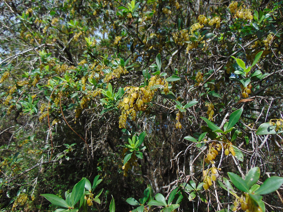 Thumbnail: Buckwheat Tree  Cliftonia monophylla 10 Seeds