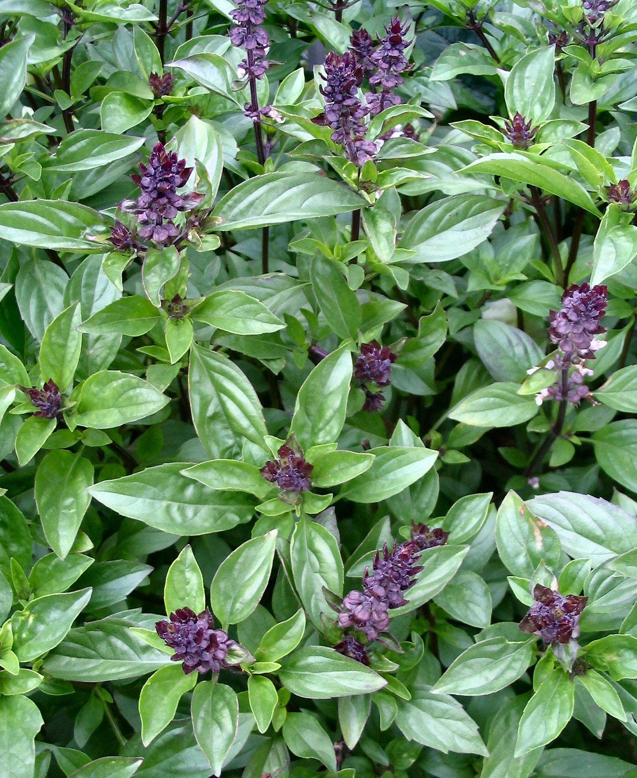 Cinnamon Basil 100 Seeds Ocimum basilicum