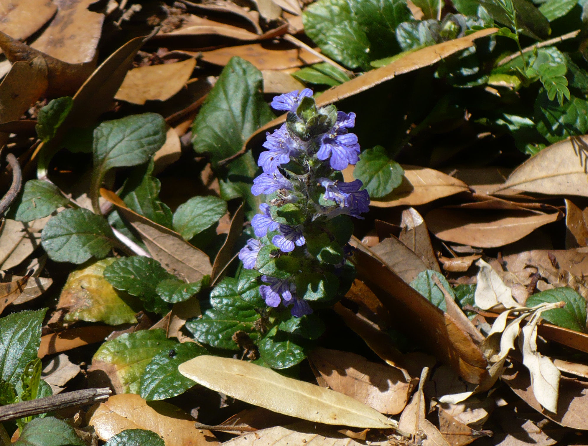 Bugleweed 200 Seeds Ajuga reptans