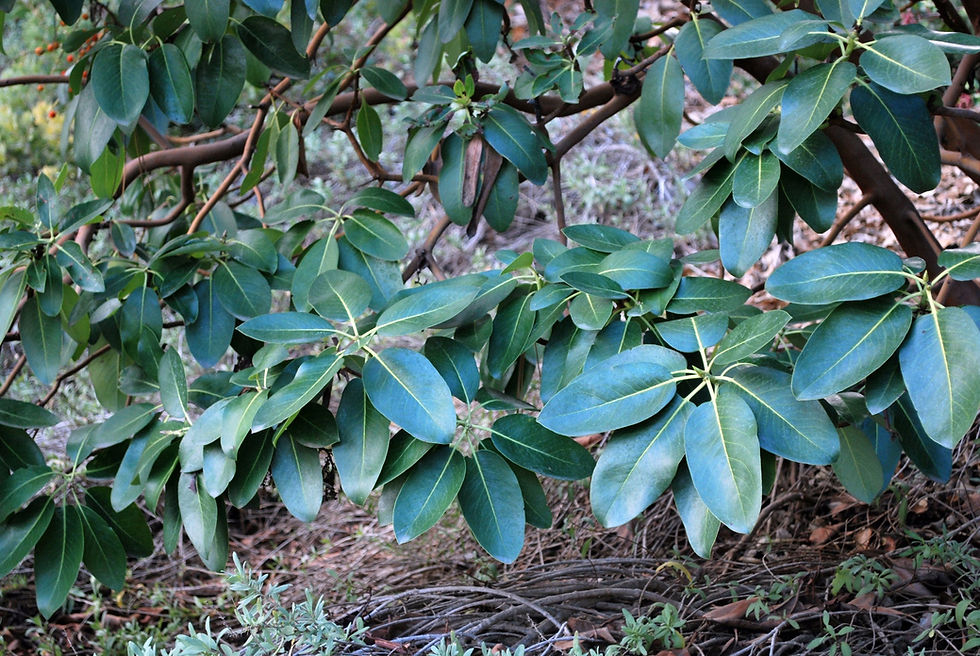 Thumbnail: Pacific Madrone  Strawberry Tree  Arbutus menziesii  100 Seeds