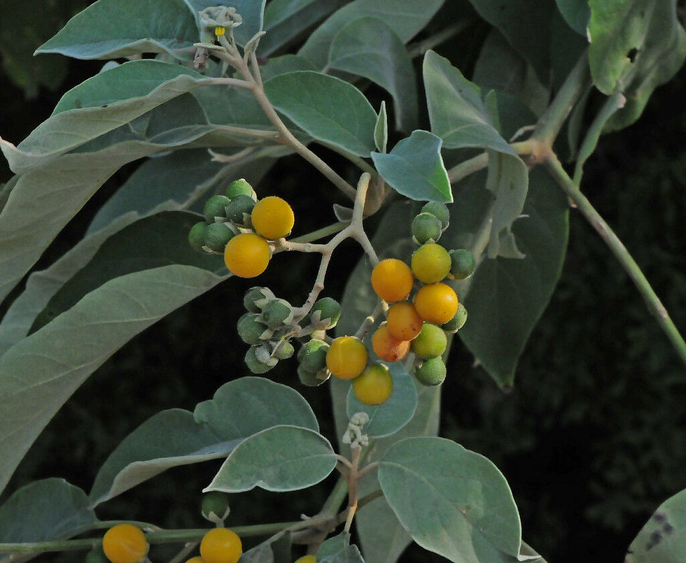 Thumbnail: Potato Tree  10 Seeds  Solanum erianthum