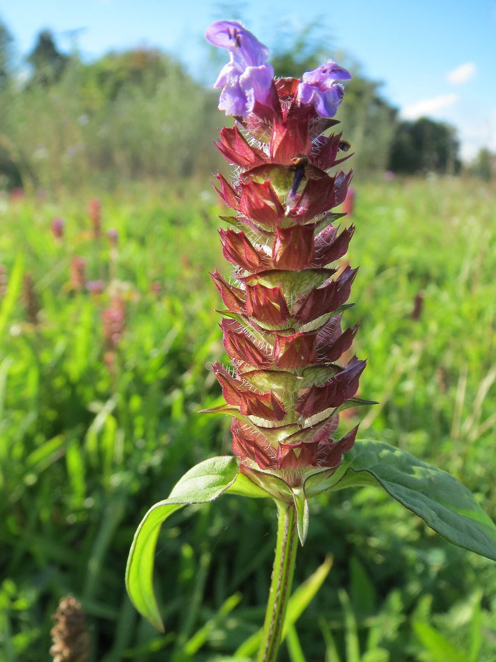 Thumbnail: Self-Heal  Prunella vulgaris  100 Seeds