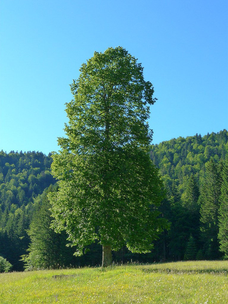 Thumbnail: Littleleaf Linden Tilia cordata 20 Seeds