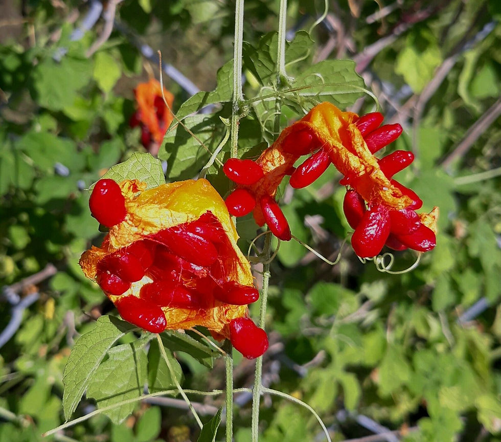 Thumbnail: Bitter Melon  Momordica charantia  100 Seeds