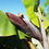 Thumbnail: Wild Banana  Musa acuminata  20 Seeds