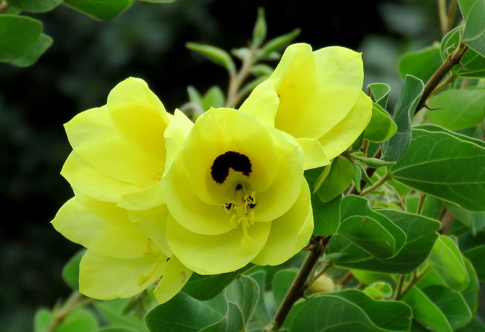 Thumbnail: Yellow Orchid Tree Bauhinia tomentosa 20 Seeds