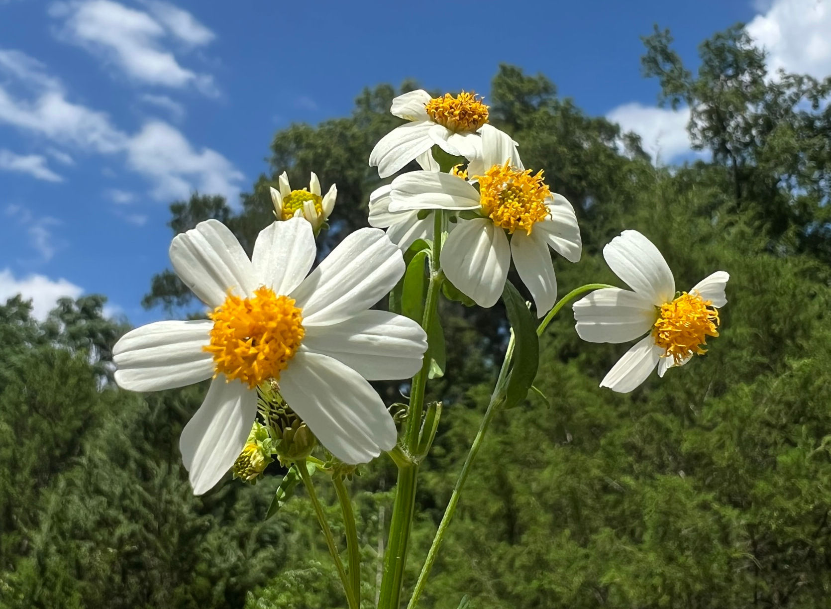 Spanish Needles 100 Seeds Bidens pilosa