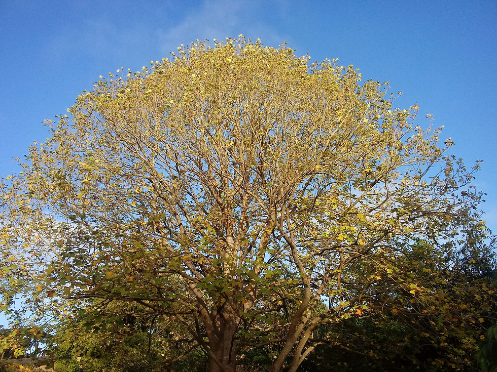 Thumbnail: Chinese Tulip Tree Liriodendron chinense 100 Seeds