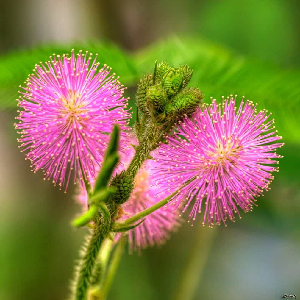 Sensitive Plant  Mimosa pudica  100 Seeds