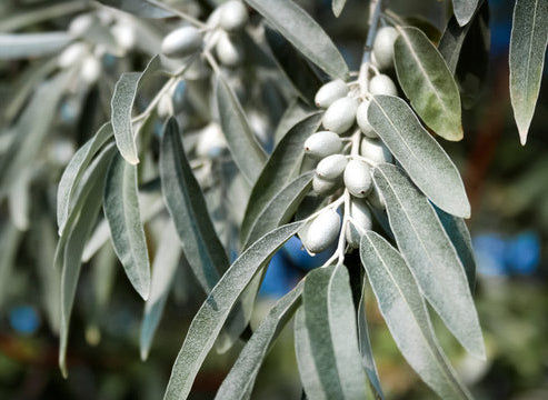 Russian Olive Silverberry Elaeagnus angustifolia 100 Seeds