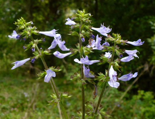 Thumbnail: Lyre-Leaved Sage Salvia lyrata 20 Seeds