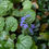 Thumbnail: Bugleweed  200 Seeds  Ajuga reptans