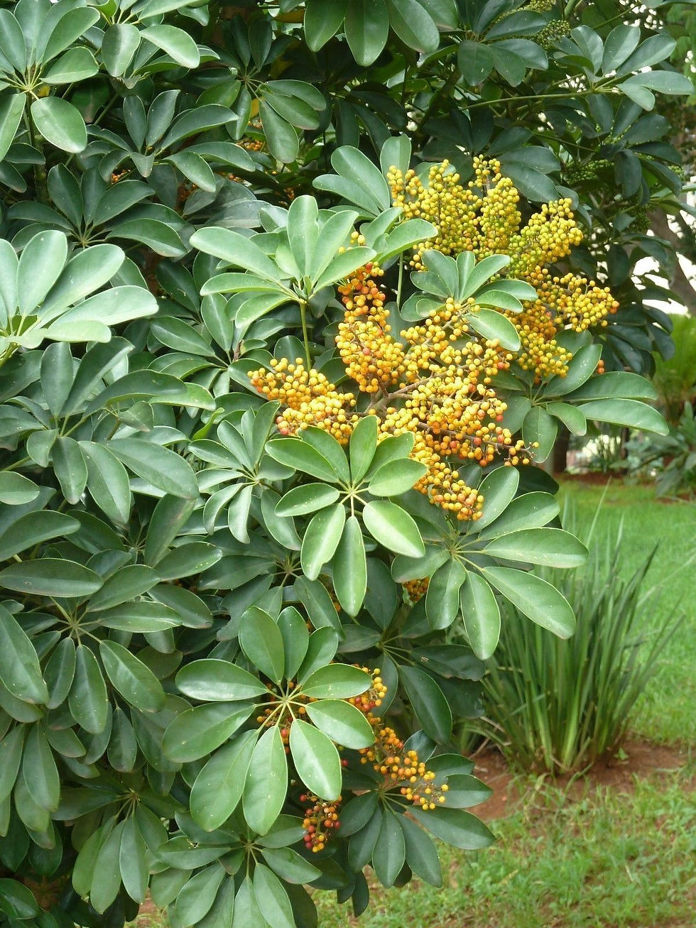 Thumbnail: Dwarf Umbrella Tree Schefflera arboricola 100 Seeds
