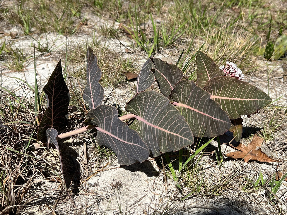 Thumbnail: Sandhill Milkweed 10 Seeds Asclepias humistrata