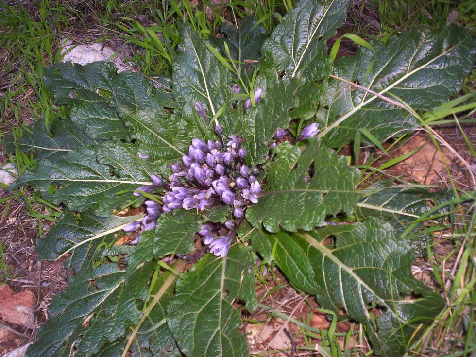 Thumbnail: Autumn Mandrake  10 Seeds  Mandragora autumnalis