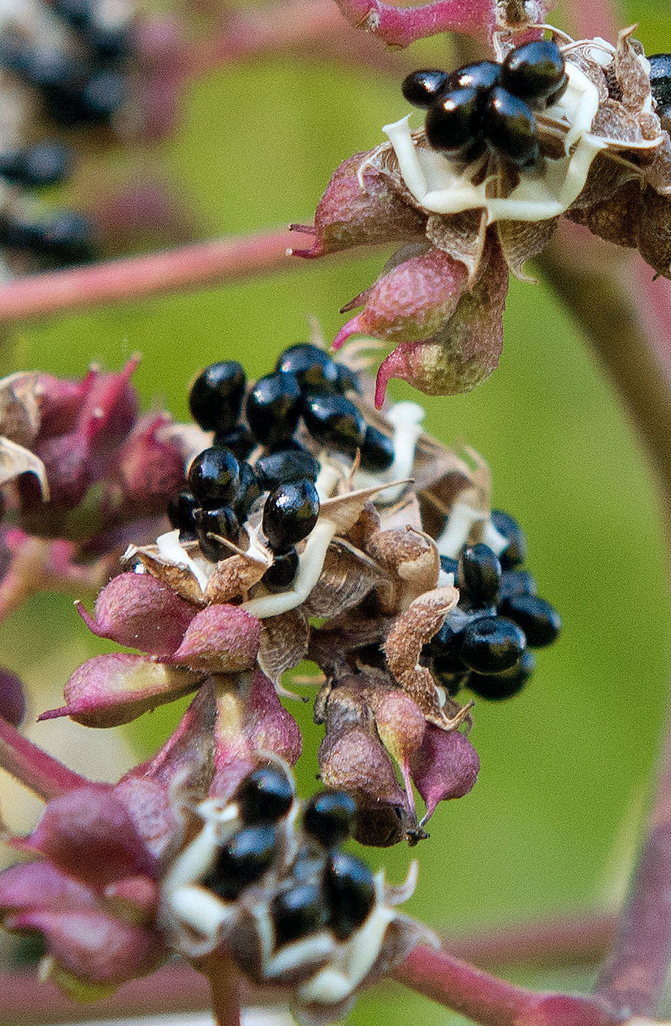 Thumbnail: Bee Bee Tree   100 Seeds   Evodia daniellii