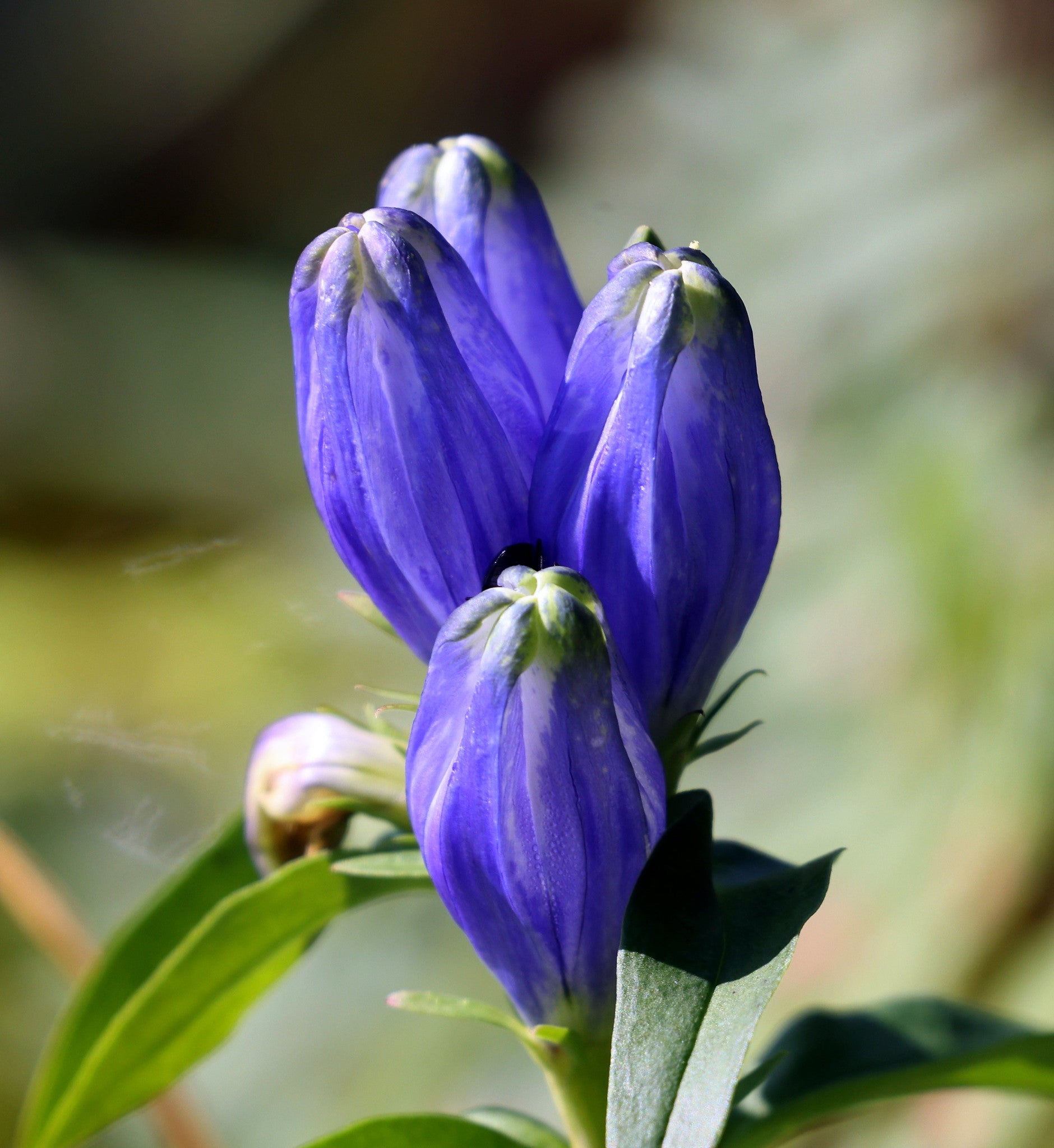 Bottle Gentian 20 Seeds Gentiana andrewsii