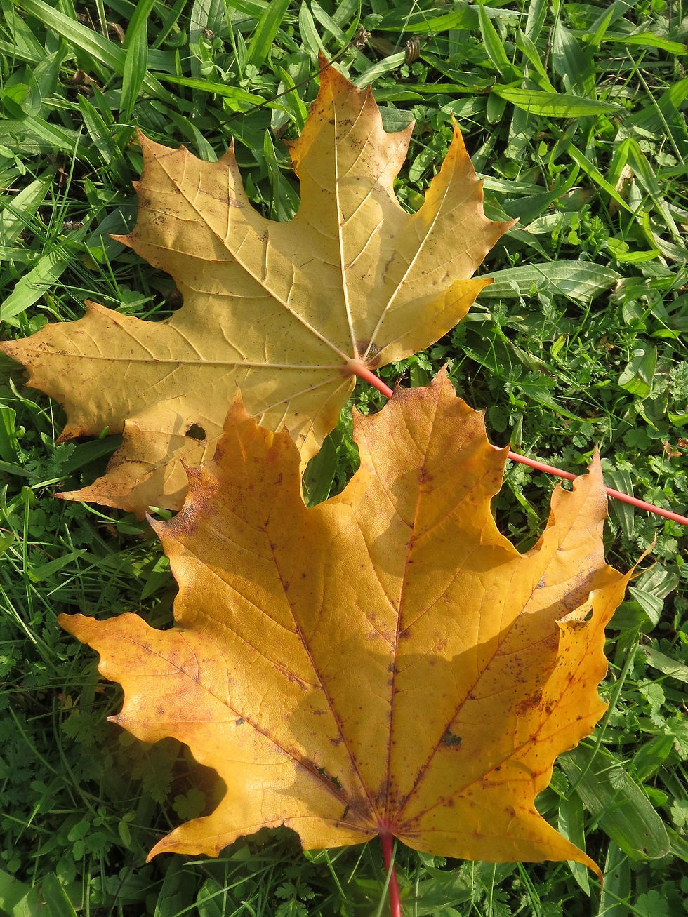 Thumbnail: Norway Maple Acer platanoides 100 Seeds