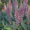 Thumbnail: Lady Lupine Lupinus villosus 20 Seeds   USA Company