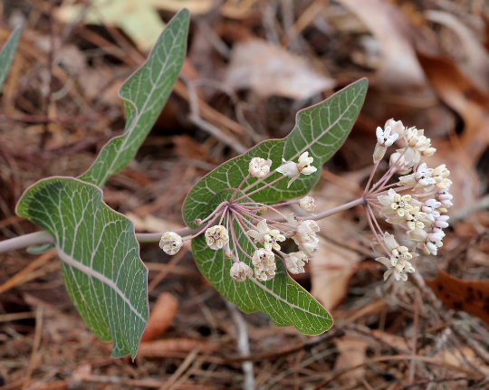 Sandhill Milkweed Asclepias humistrata 10 Seeds