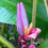Thumbnail: Pink Banana  Musa velutina  20 Seeds